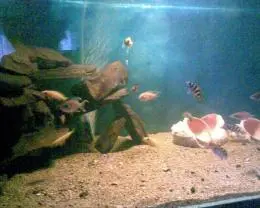 akvárium tanganika