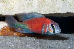 Ptyochromis sp Salmon