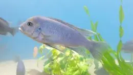 Pomůžete mi určit druh ryby?