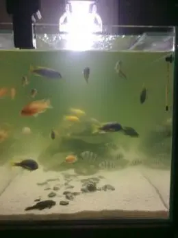 voda v akvariu