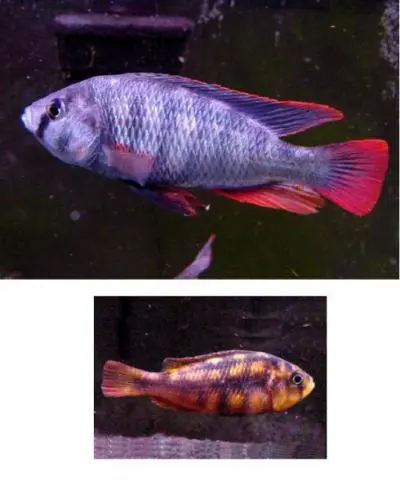 Haplochromis ch44