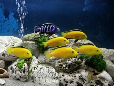 První akvárium