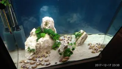 Rybky k malým šnekáčům do vrchní části akvaria