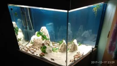 Rybky k malým šnekáčům do vrchní části akvaria