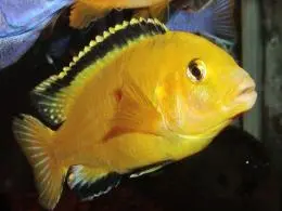 Labidochromis caeruellus yellow, samec