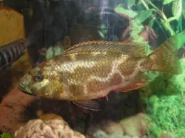 Nimbochromis livingstonii - samec