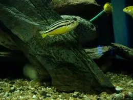 Melanochromis auratus s jikrami