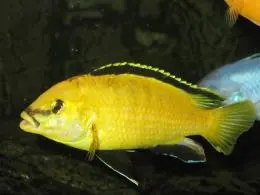 Labidochromis c. yellow