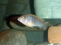 Labidochromis hongi
