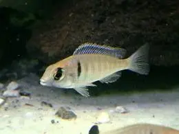 Placidochromis Electra - mladá rybka