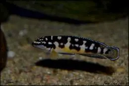 Julidochromis Transcriptus Kissi WF