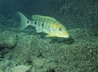 Boulengerochromis microlepis