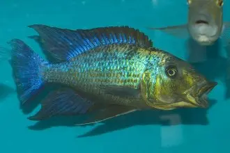 Fossorochromis rostratus