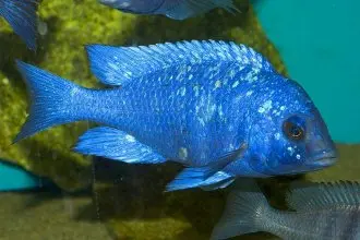 Placidochromis phenochilus