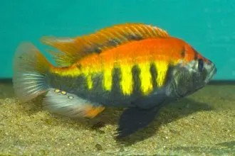 Astatotilapia nyererei Ruti Island