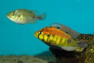 Astatotilapia sp. Yellow belly