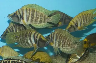 Altolamprologus calvus Chisanse Yelow