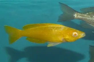 Cyprichromis sp. leptosoma Jumbo Kitumba albino