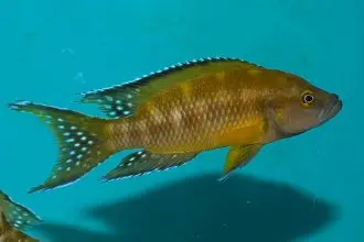 Neolamprologus buescheri Kamakonde