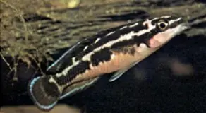 Julidochromis