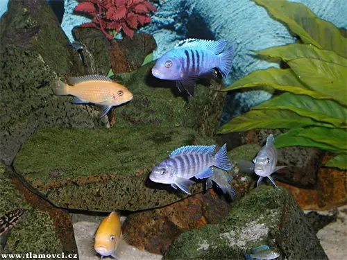 Skupina tlamovců v akváriu