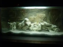 Moje první akvárium s tlamovci
