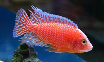 Aulonocara spec. FIREFISH