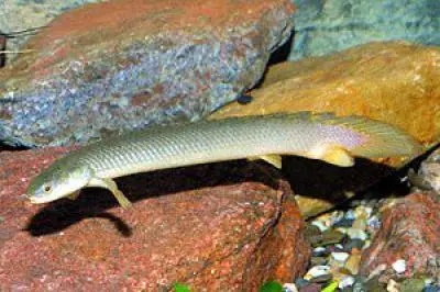 Bichir senegalsky