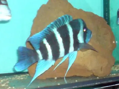 Cyphotilapia gibberosa blue zaire