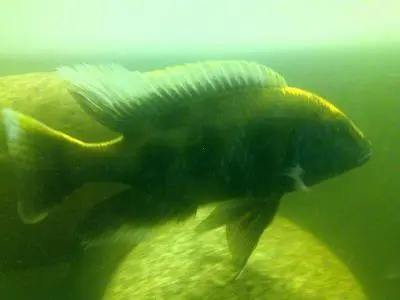 Daruji samce Nimbochromis venustus