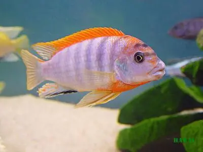 Labidochromis hongi super red top