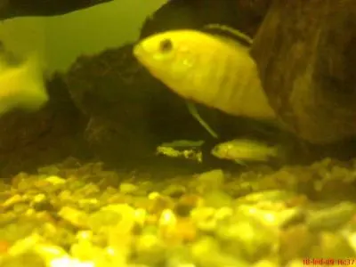 labidochromis yellow