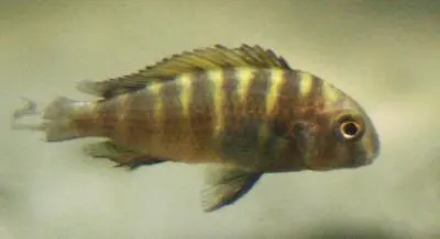 Nemocny Tropheus?!