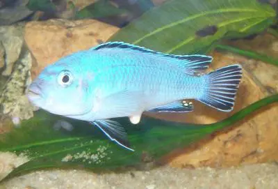 Pseudotropheus Socolofi