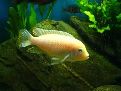 Pseudotropheus zebra