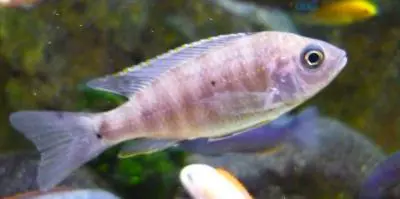 Scieanochromis fryeri