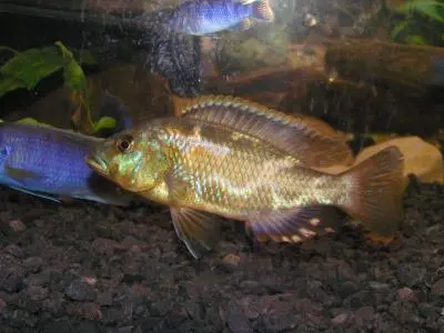 Labidochromis liwingstonii