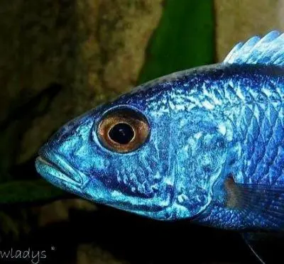 Nimbrochromis venustus