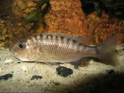 Nimbrochromis venustus