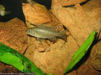 Nimbrochromis venustus