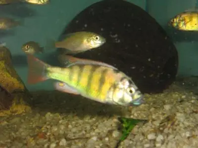 Haplochromis ch44