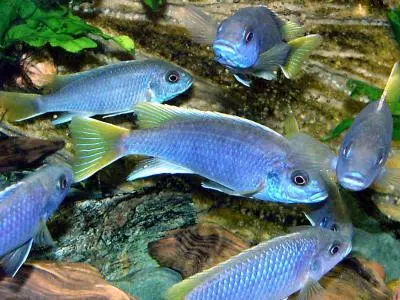 Melanochromis auratus