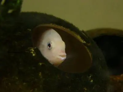 Je to Cichlasoma (Archocentrus) nigrofasciatus Kančík příčnopruhý albín?