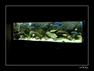 Osvětlení akvaria