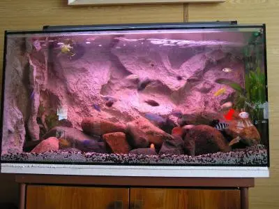 Cyphotilapia frontoza blue Zaire Moba