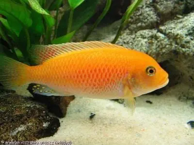 barva pseudotropheus zebra red red