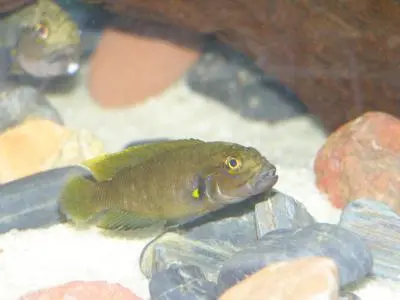 Telmatochromis