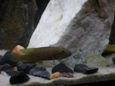 Telmatochromis