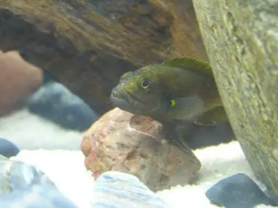 Telmatochromis