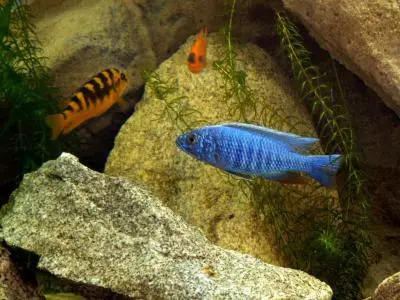 Sciaenochromis Fryeri Iceberg